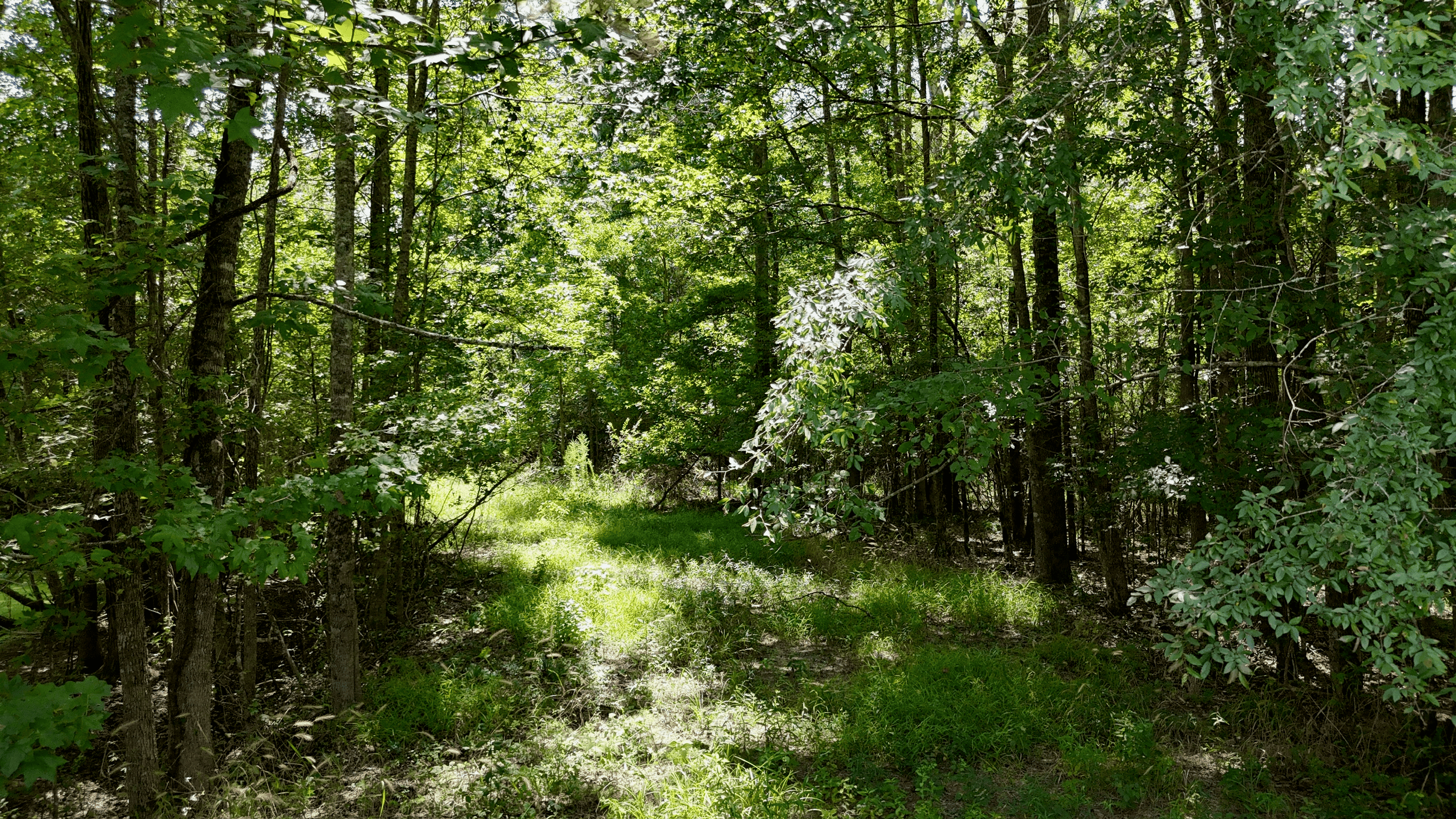 194 Acre Hunting, Homesite, and Pastureland for Sale