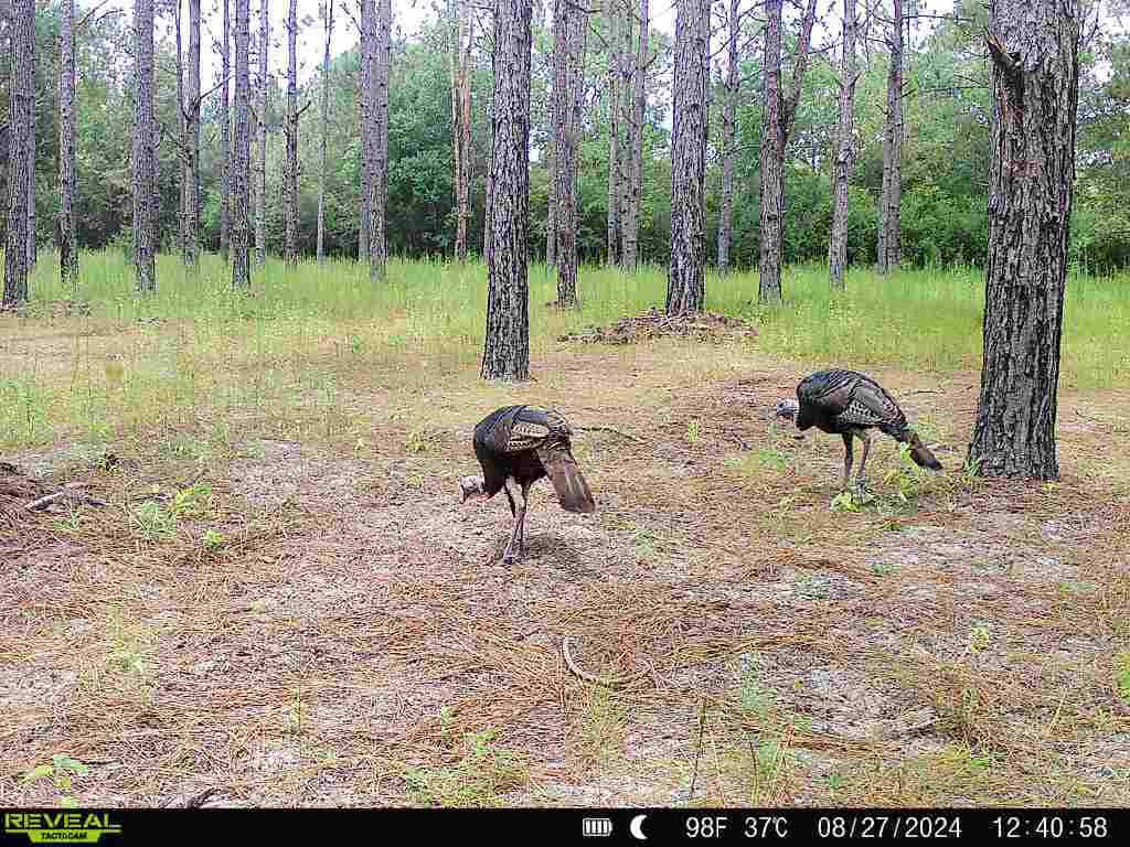 Prime Riverfront Hunting & Recreational Land for Sale in Samson Alabama!