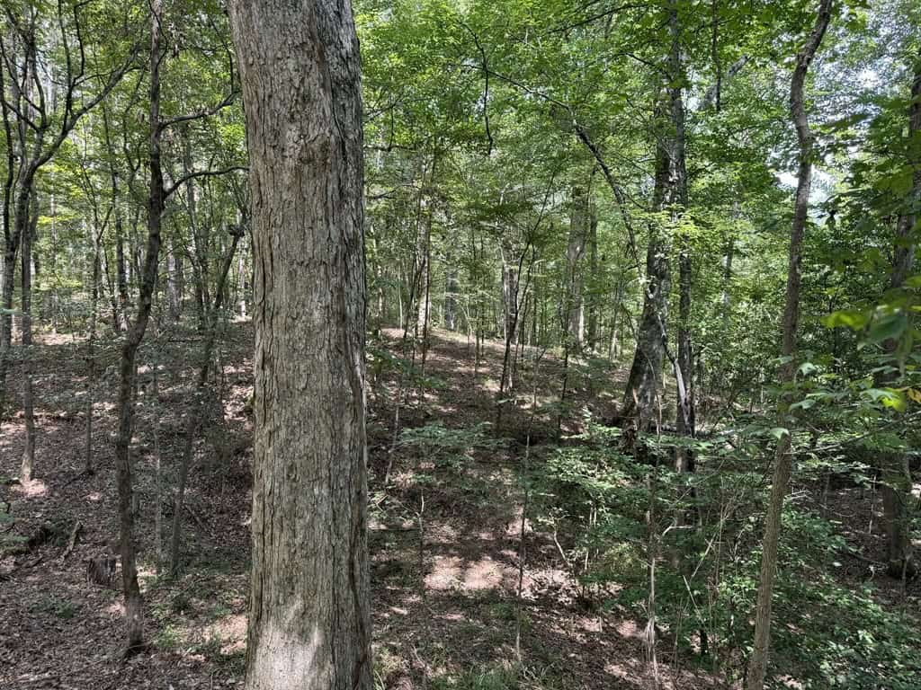 120 Acre Hunter’s Paradise in South MS for Sale