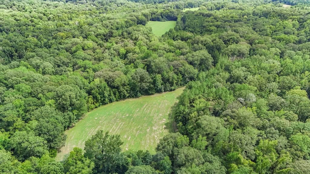 Lonely Live Oak – 1115 Acres Hunting Timberland SW MS