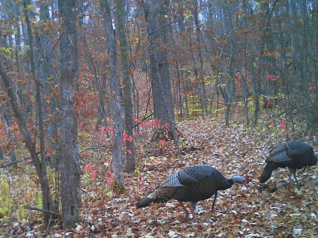 47 Ac Mississippi River Hunting Property Near Crosby, Minnesota