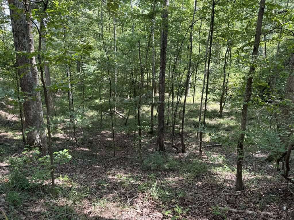120 Acre Hunter’s Paradise in South MS for Sale