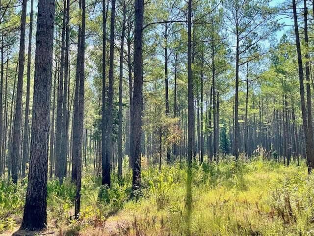 25 Acres For Sale Starkville MS