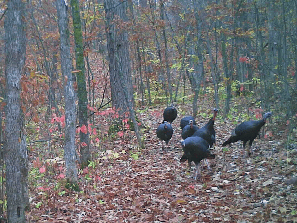 47 Ac Mississippi River Hunting Property Near Crosby, Minnesota
