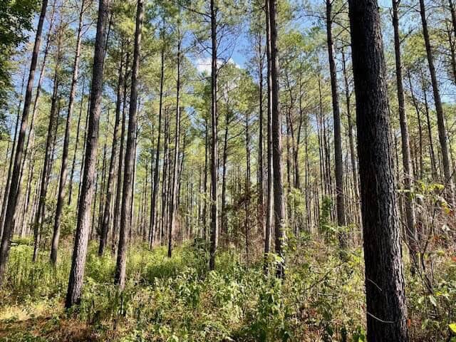 25 Acres For Sale Starkville MS