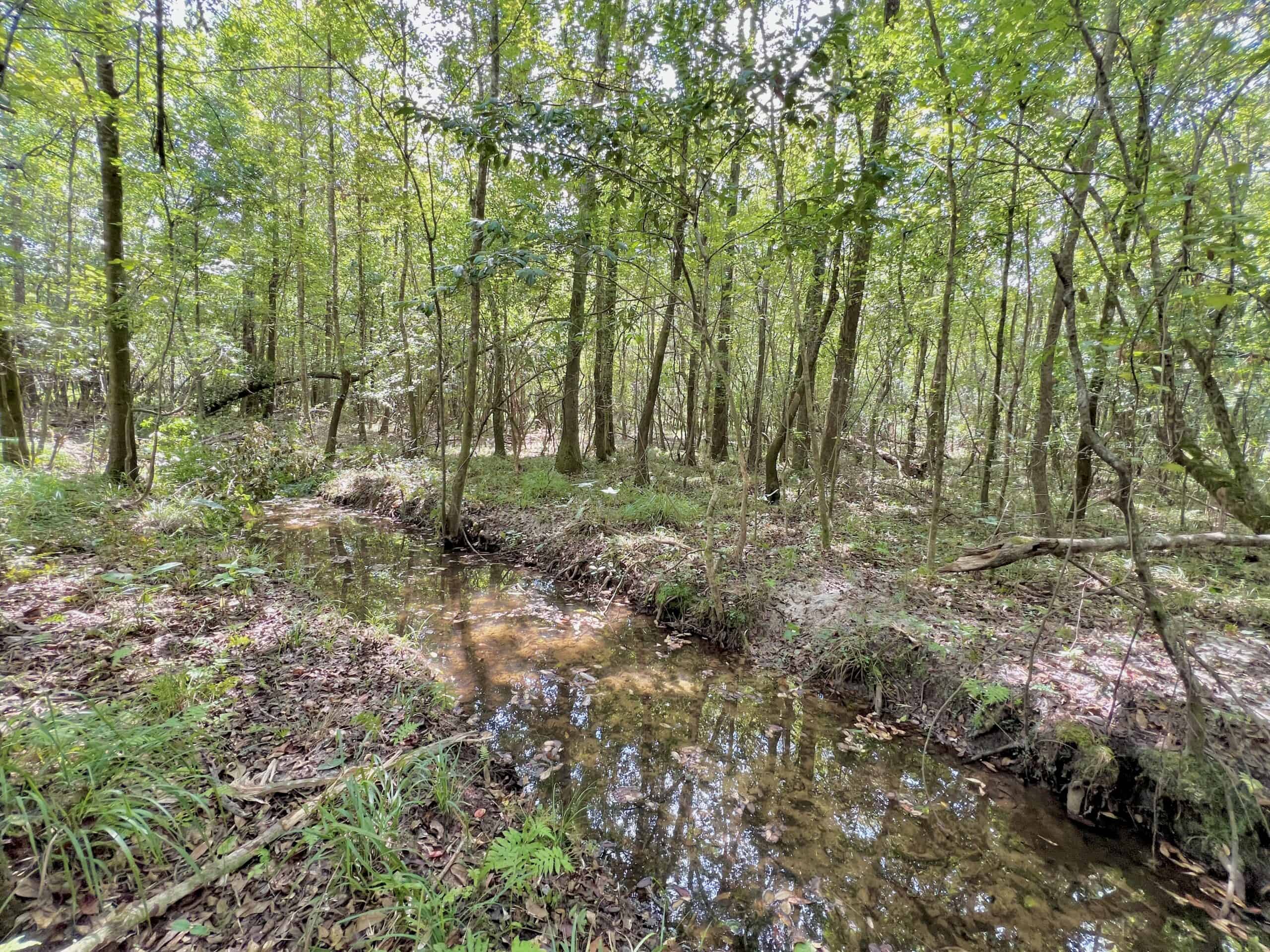 Prime Riverfront Hunting & Recreational Land for Sale in Samson Alabama!