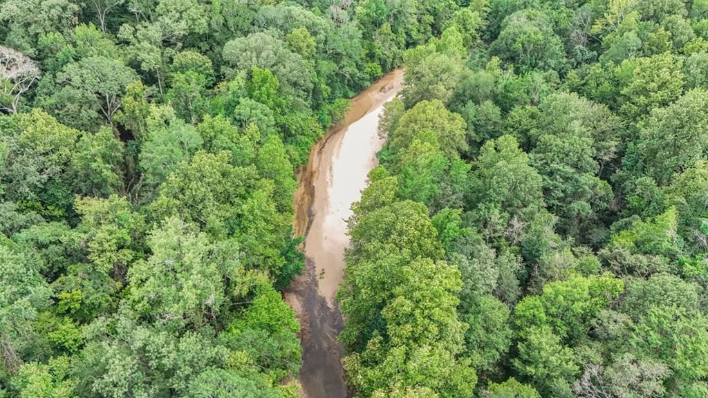 Lonely Live Oak – 1115 Acres Hunting Timberland SW MS