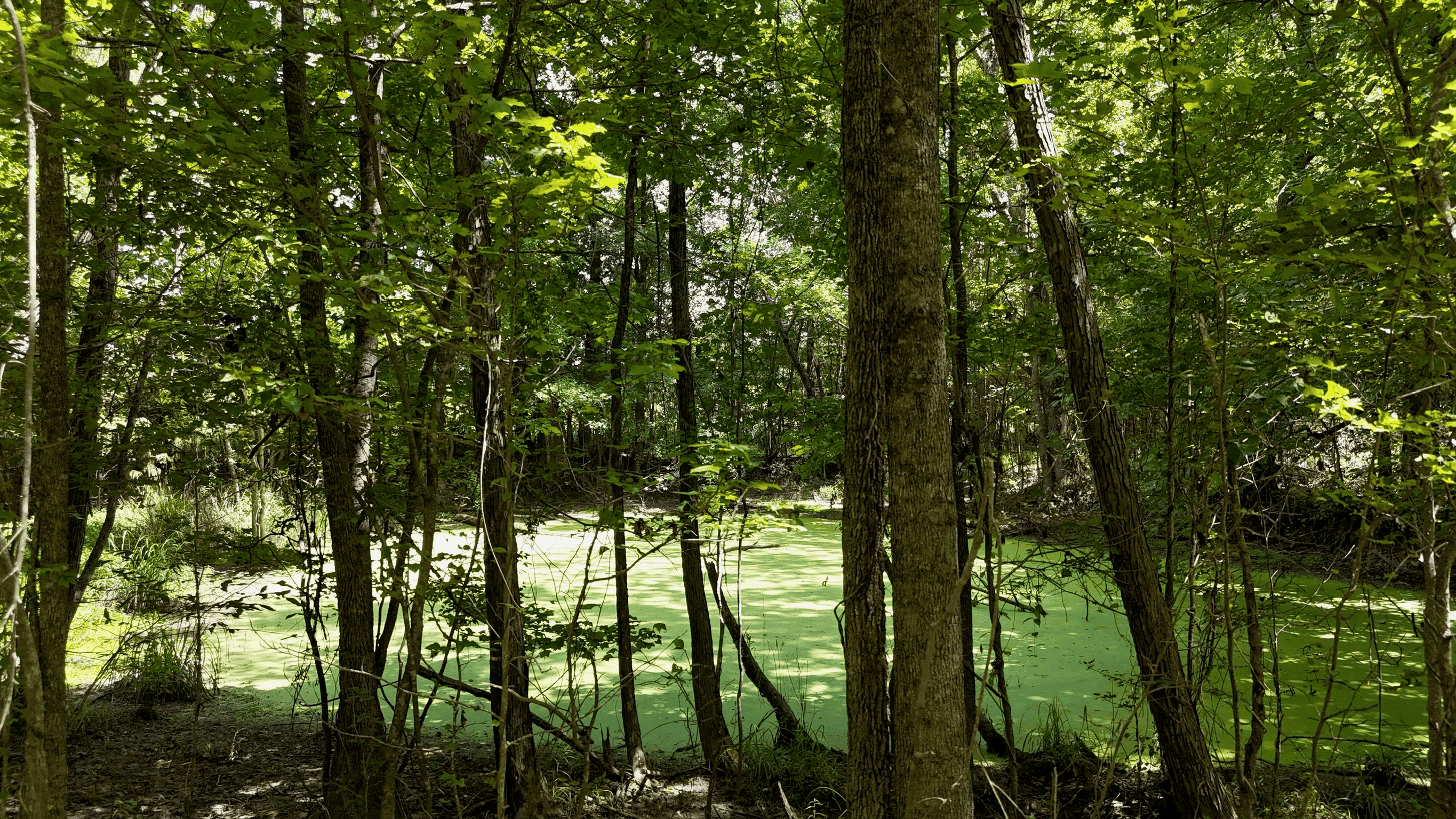 194 Acre Hunting, Homesite, and Pastureland for Sale