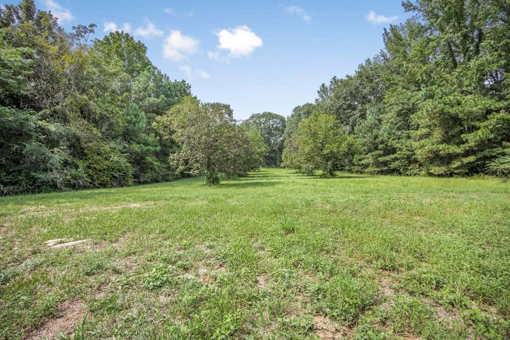 Lonely Live Oak – 1115 Acres Hunting Timberland SW MS