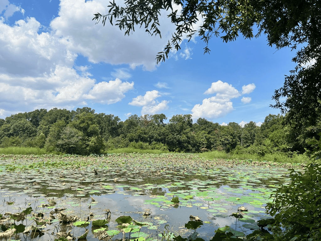 Hunting Land for Sale in Yazoo County, MS