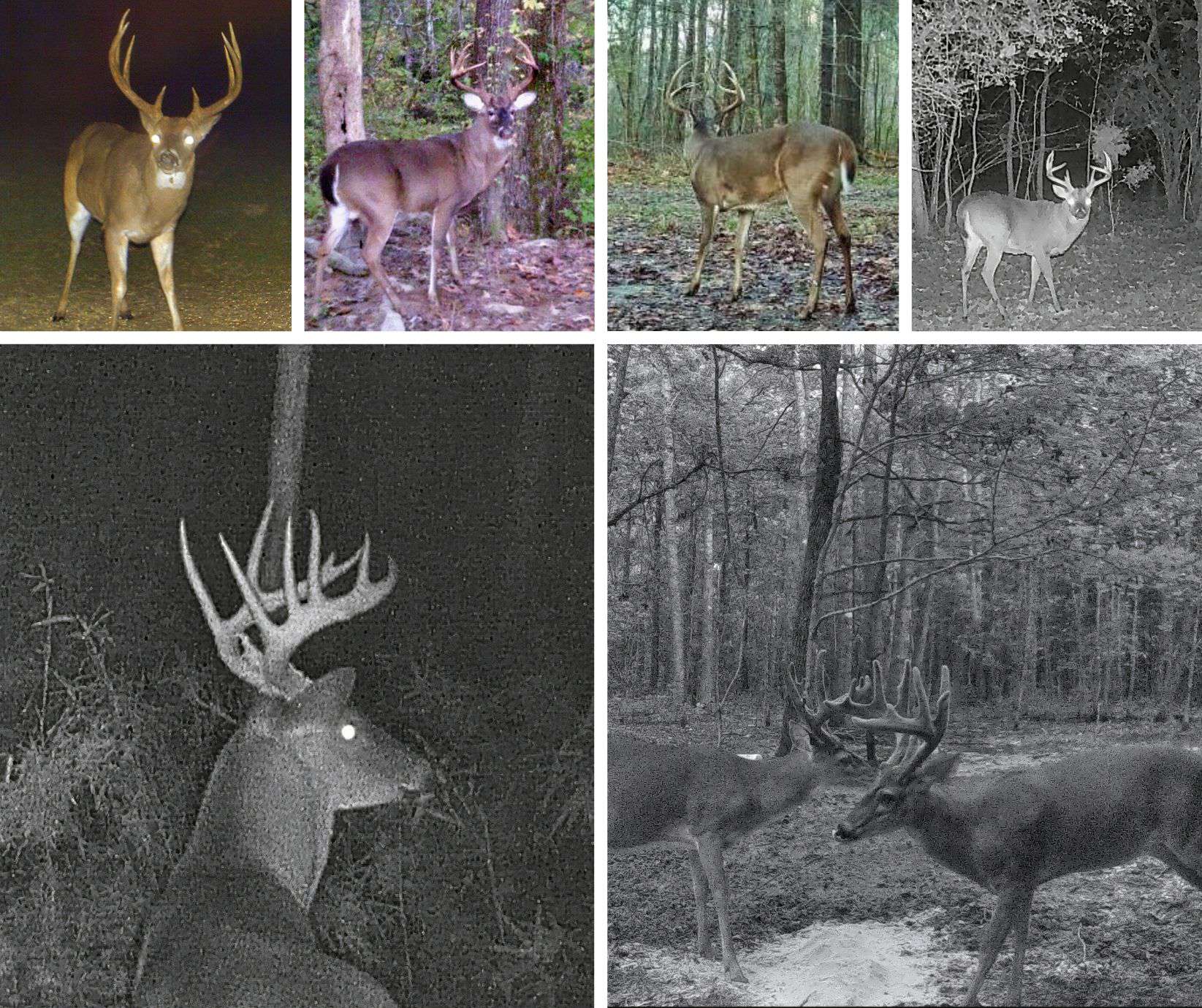 Lonely Live Oak – 1115 Acres Hunting Timberland SW MS