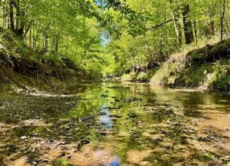 109 Acres For Sale Starkville MS