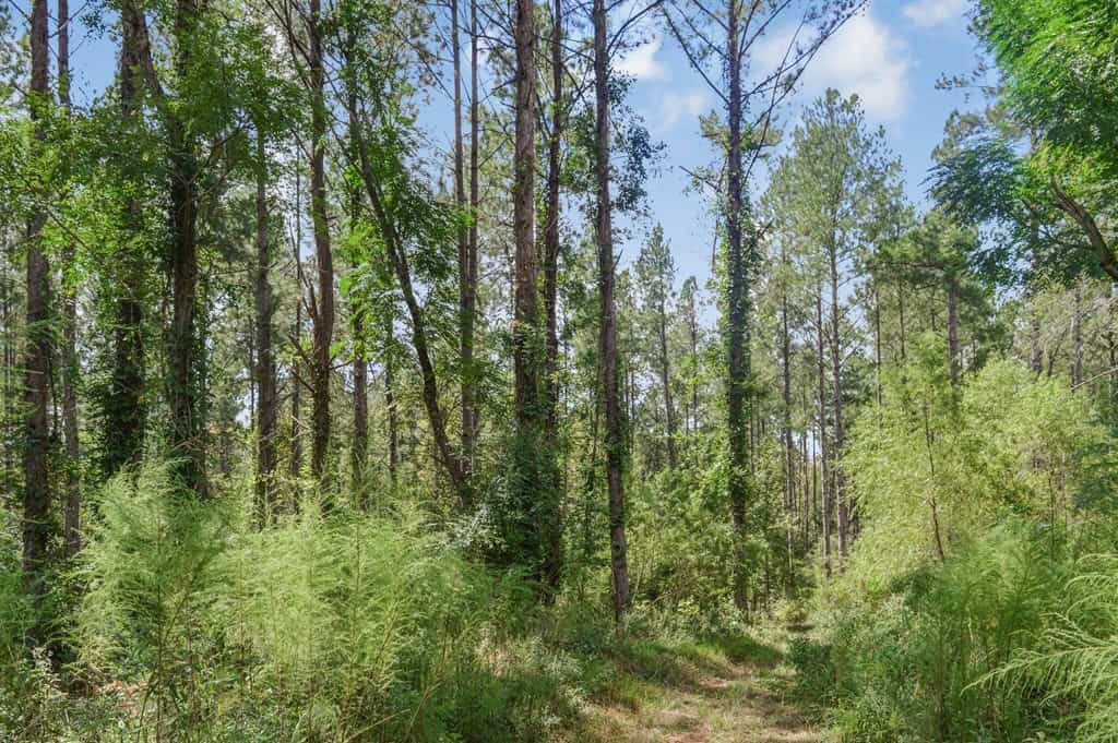 200 Acres of Land for Sale in North Pike School District