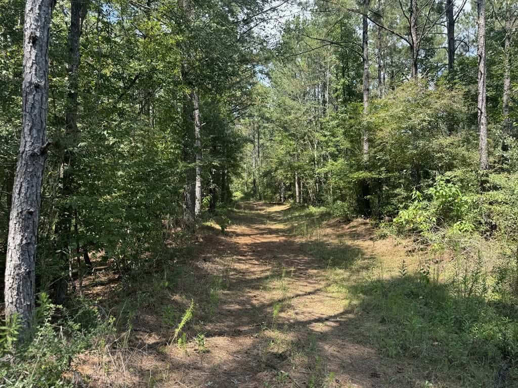 120 Acre Hunter’s Paradise in South MS for Sale