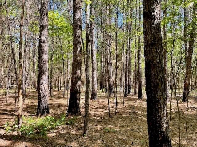 109 Acres For Sale Starkville MS