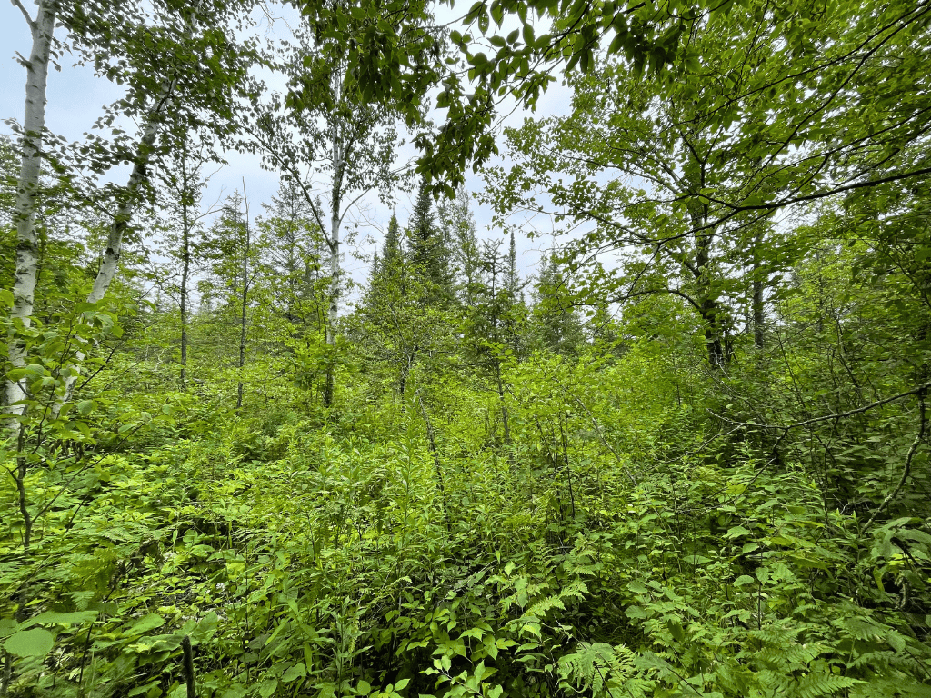 47 Ac Mississippi River Hunting Property Near Crosby, Minnesota