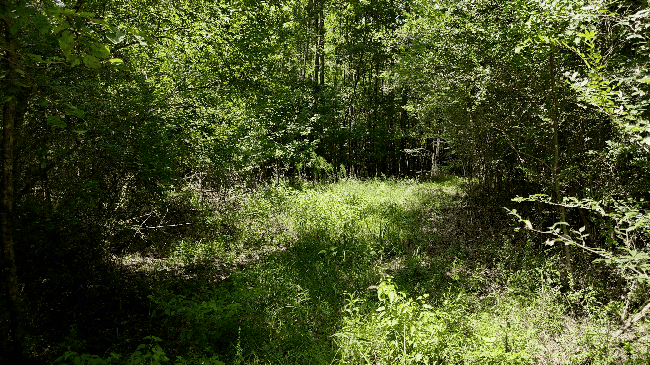 194 Acre Hunting, Homesite, and Pastureland for Sale