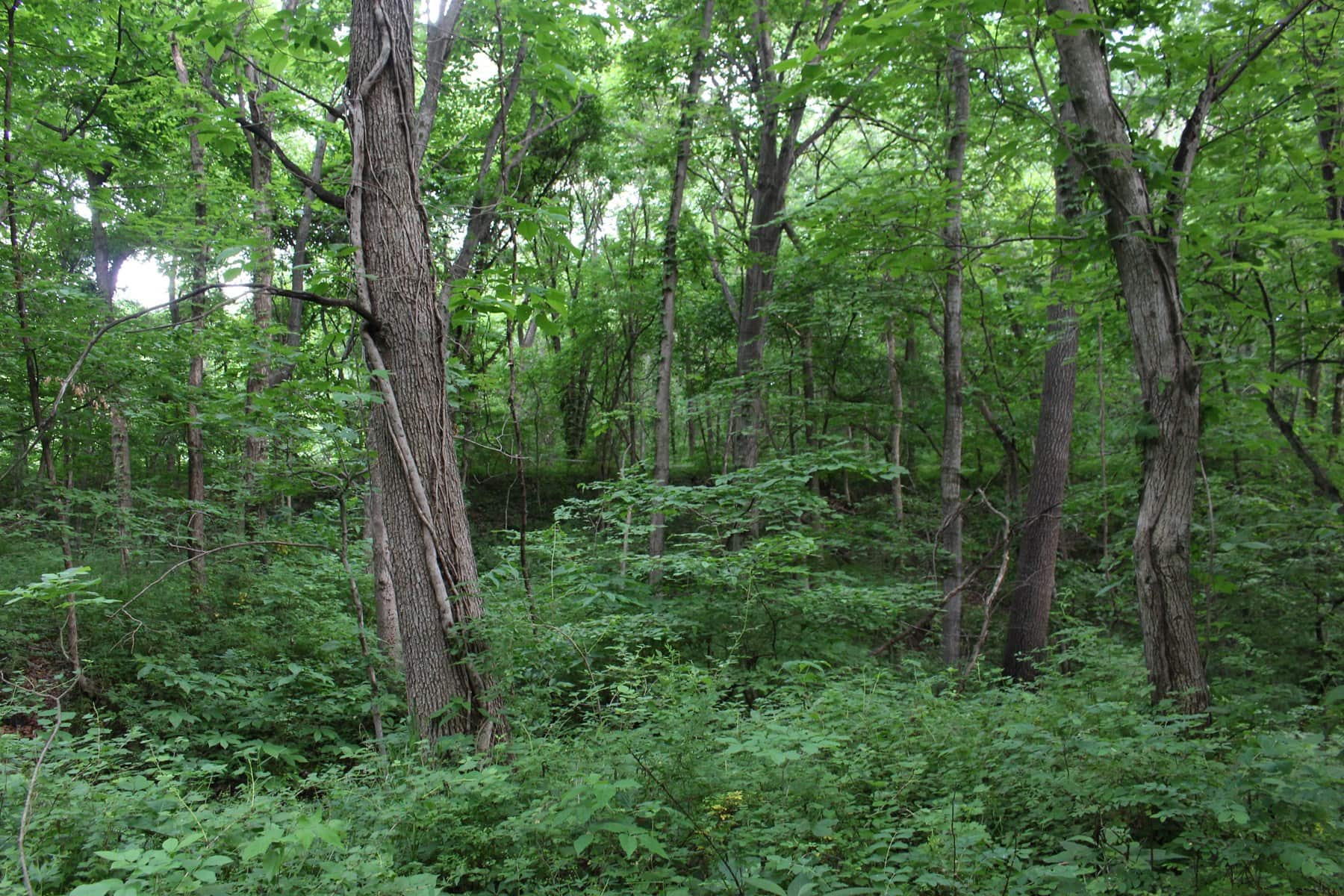 Missouri River Views – 44.56 Acres