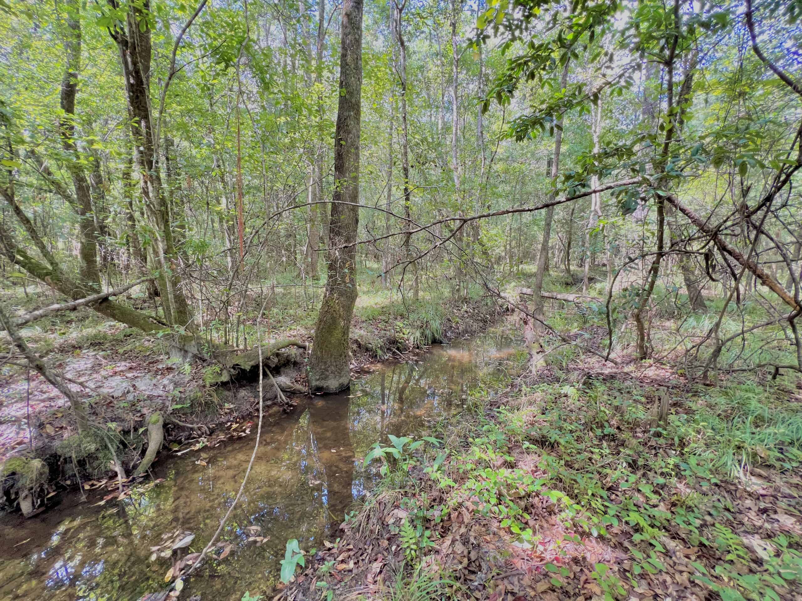 Prime Riverfront Hunting & Recreational Land for Sale in Samson Alabama!