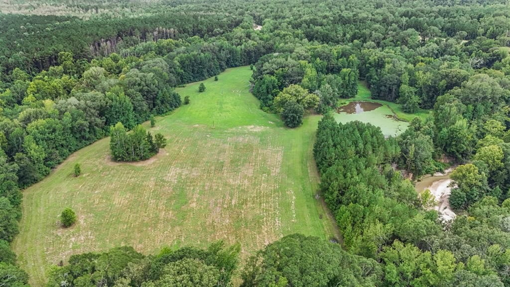 Lonely Live Oak – 1115 Acres Hunting Timberland SW MS