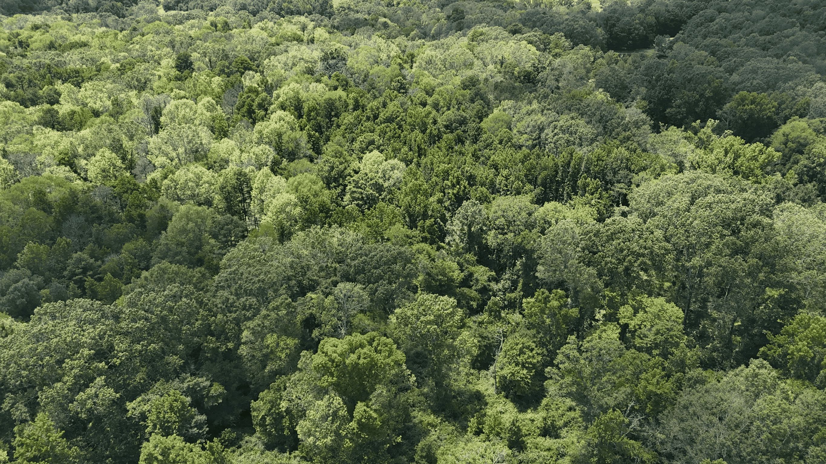 194 Acre Hunting, Homesite, and Pastureland for Sale