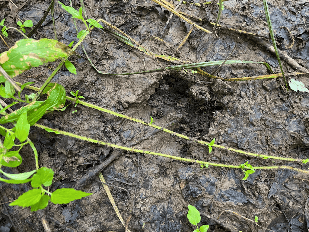 47 Ac Mississippi River Hunting Property Near Crosby, Minnesota