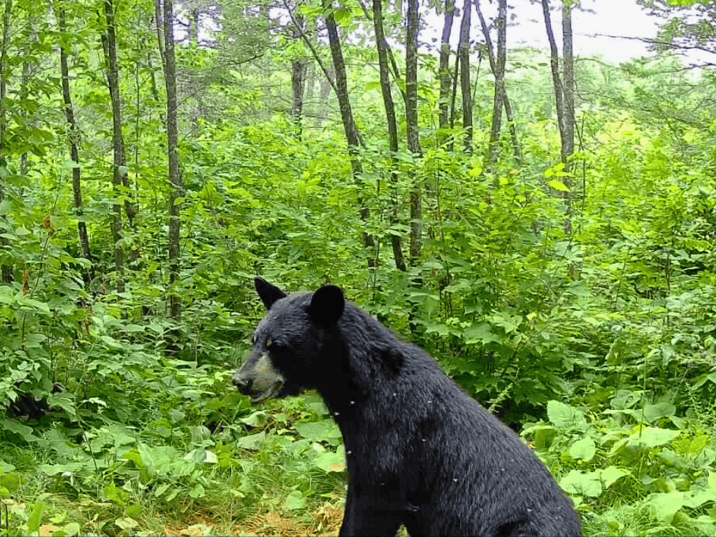 47 Ac Mississippi River Hunting Property Near Crosby, Minnesota