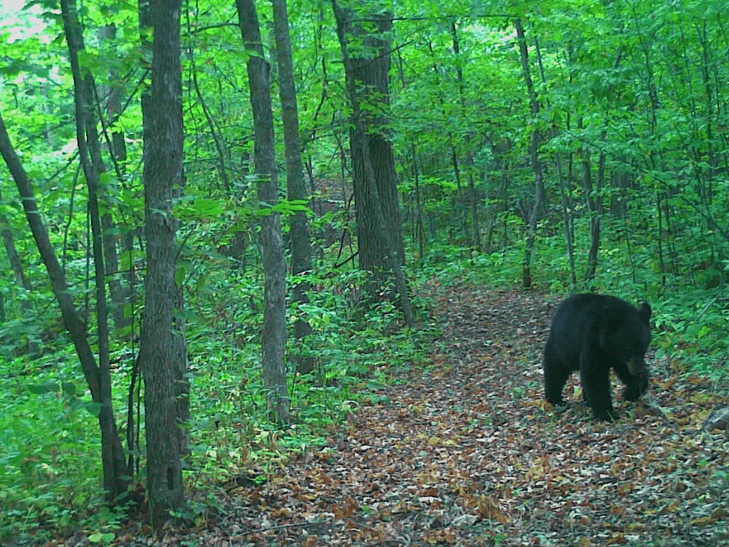 47 Ac Mississippi River Hunting Property Near Crosby, Minnesota