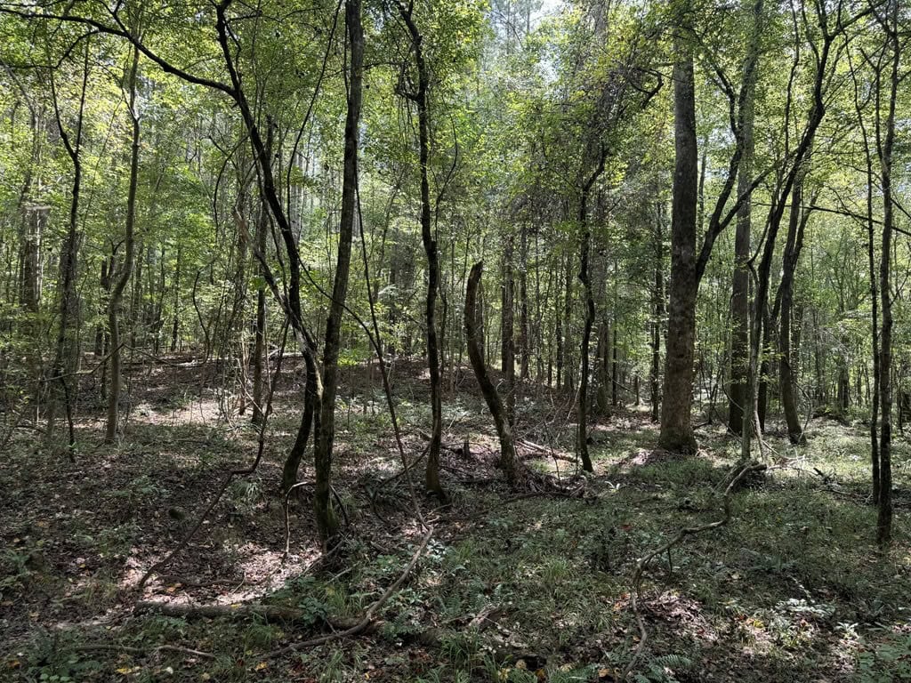 120 Acre Hunter’s Paradise in South MS for Sale