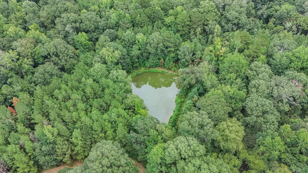 Lonely Live Oak – 1115 Acres Hunting Timberland SW MS