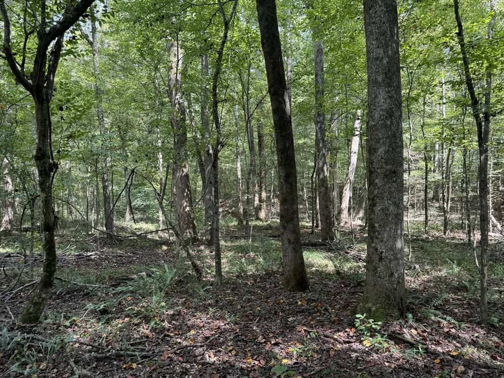 120 Acre Hunter’s Paradise in South MS for Sale