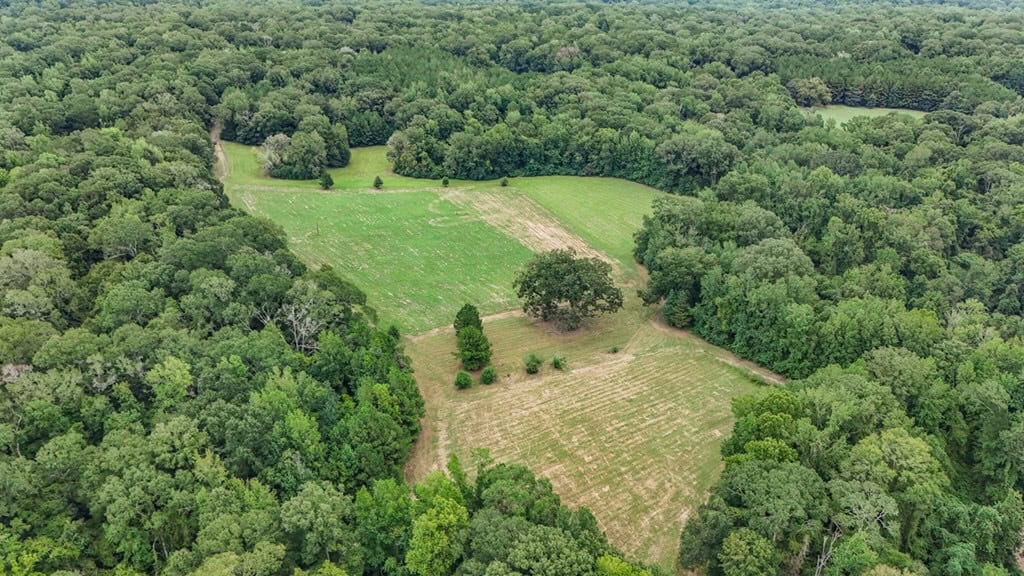 Lonely Live Oak – 1115 Acres Hunting Timberland SW MS