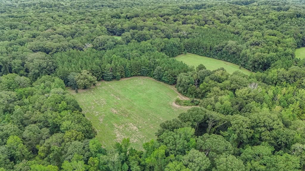 Lonely Live Oak – 1115 Acres Hunting Timberland SW MS