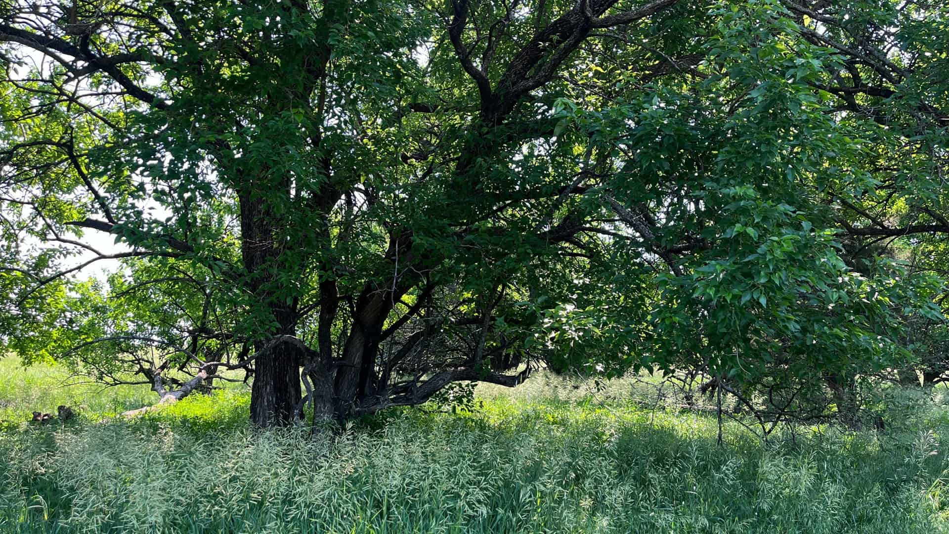 Osage County Kansas Pasture and Recreational Property