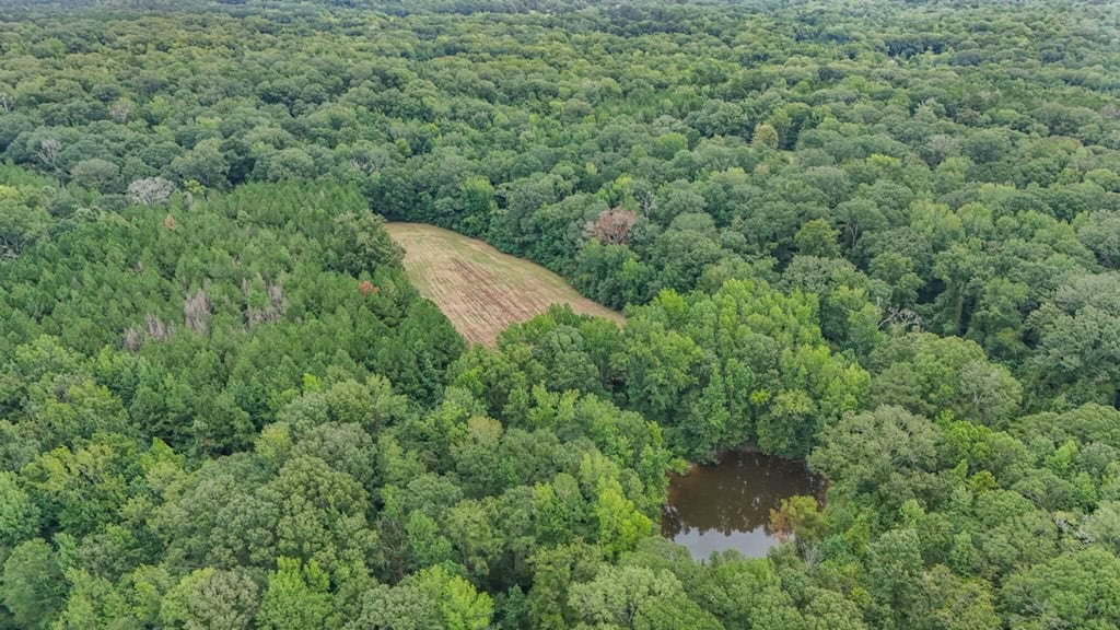 Lonely Live Oak – 1115 Acres Hunting Timberland SW MS