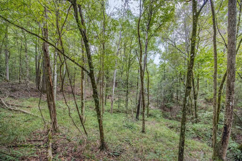Lonely Live Oak – 1115 Acres Hunting Timberland SW MS