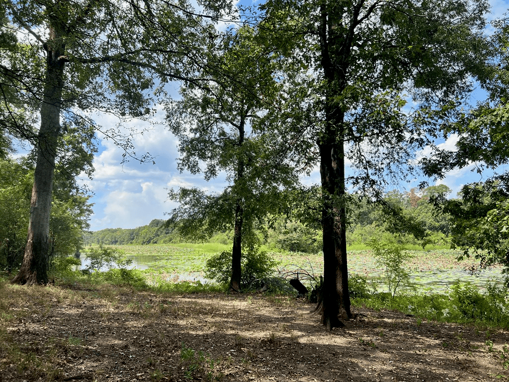 Hunting Land for Sale in Yazoo County, MS