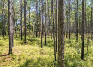 109 Acres For Sale Starkville MS