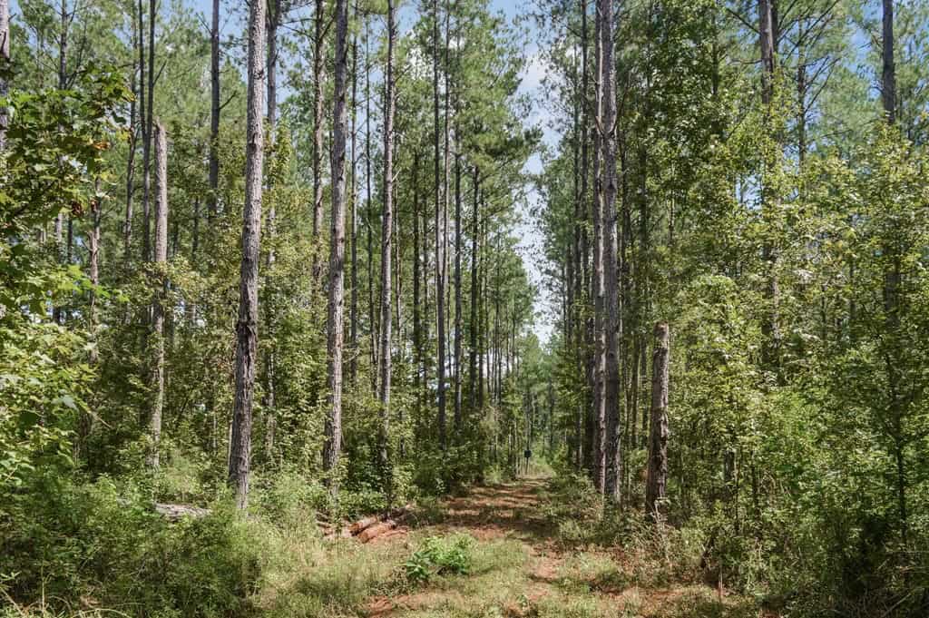 200 Acres of Land for Sale in North Pike School District
