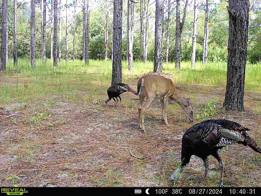 Prime Riverfront Hunting & Recreational Land for Sale in Samson Alabama!