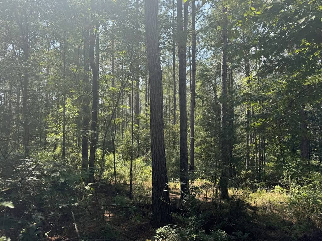 120 Acre Hunter’s Paradise in South MS for Sale