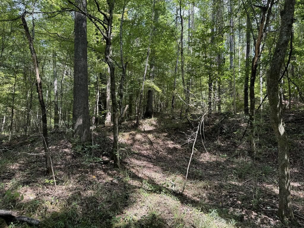 120 Acre Hunter’s Paradise in South MS for Sale