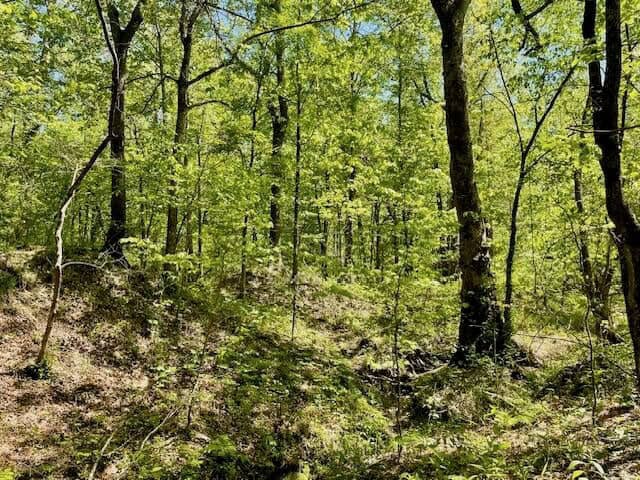 109 Acres For Sale Starkville MS