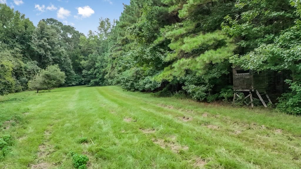 Lonely Live Oak – 1115 Acres Hunting Timberland SW MS