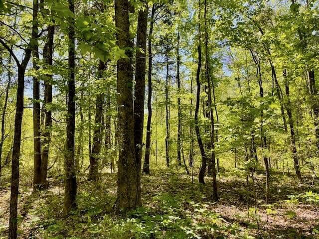 109 Acres For Sale Starkville MS