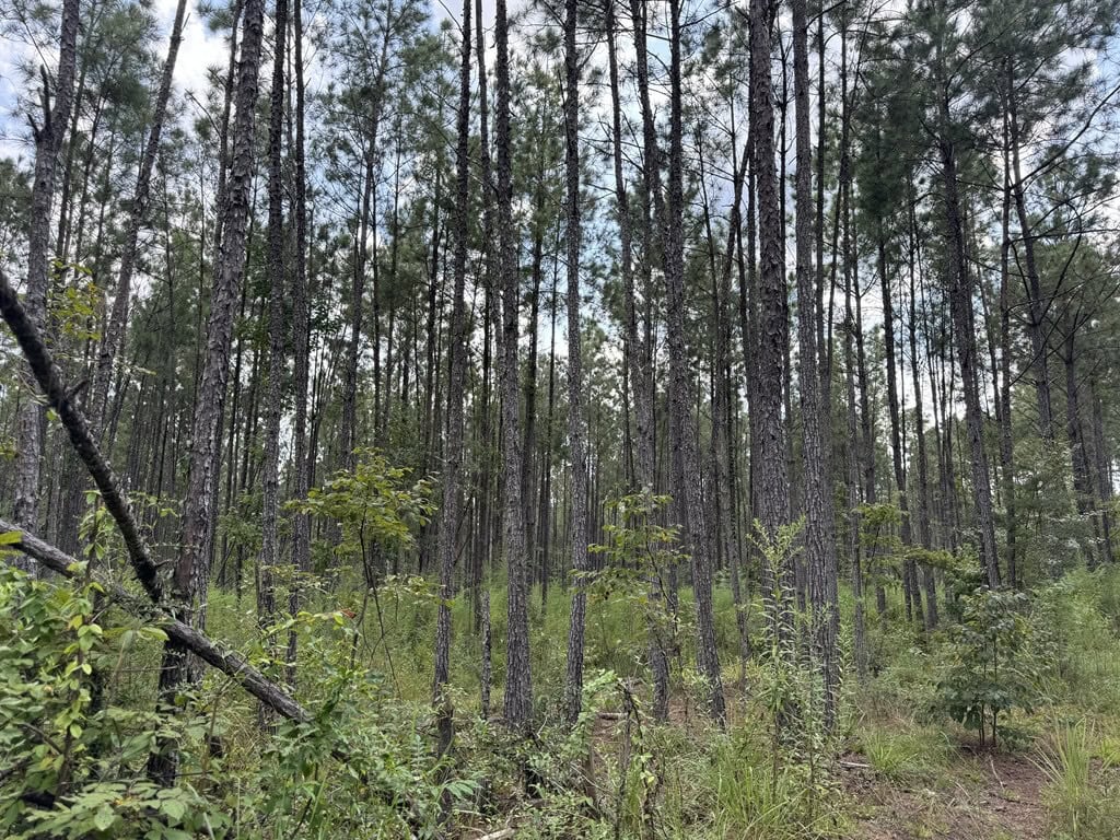 120 Acre Hunter’s Paradise in South MS for Sale