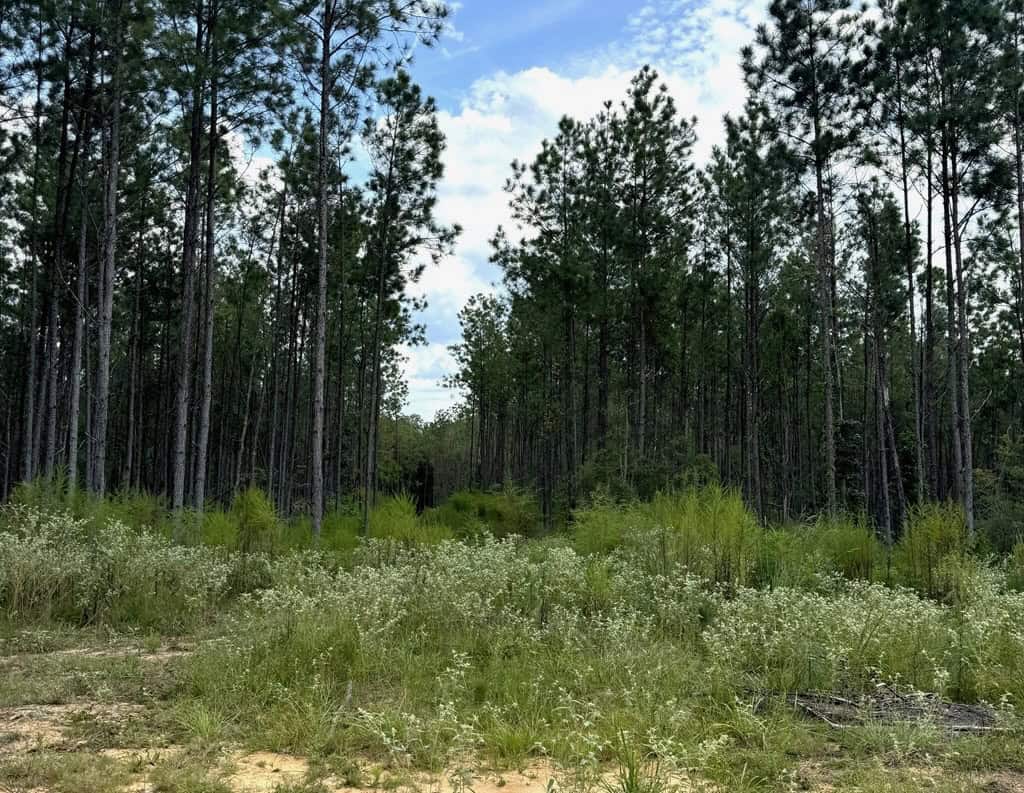 120 Acre Hunter’s Paradise in South MS for Sale