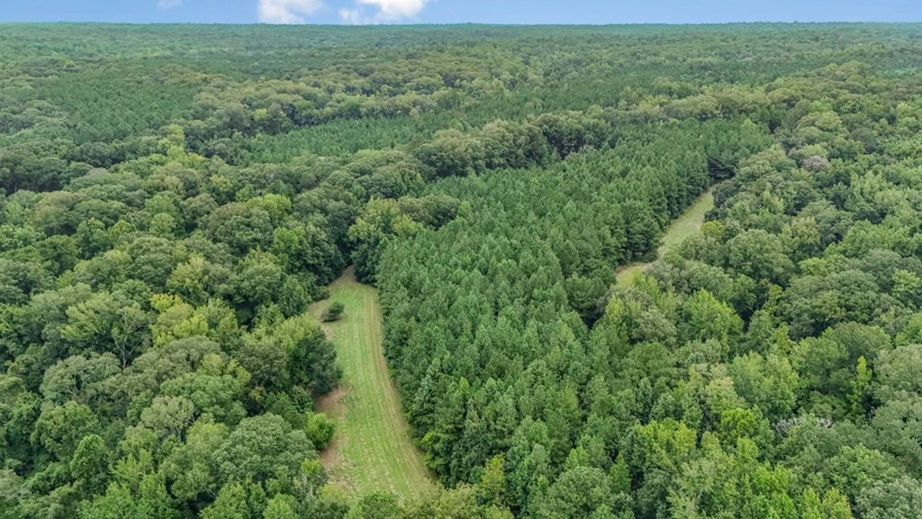 Lonely Live Oak – 1115 Acres Hunting Timberland SW MS