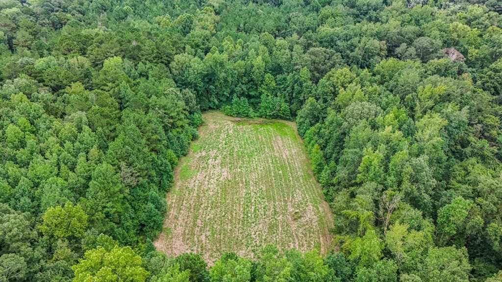 Lonely Live Oak – 1115 Acres Hunting Timberland SW MS
