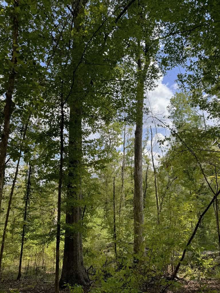 120 Acre Hunter’s Paradise in South MS for Sale
